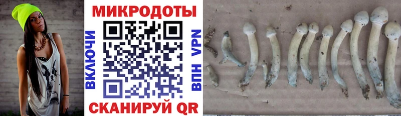 Галлюциногенные грибы Psilocybine cubensis  Белгород 
